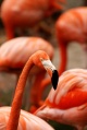 Розовый фламинго, Танзания.jpg