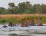 Семейство бегемотов принимает ванну, Уганда.jpg