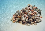 Разнообразие ракушек на Багамских островах.jpg