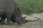 Носорог в Ботсване.jpg