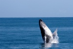 Явление кита народу на Доминикане.jpg
