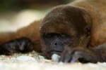 Спящая обезьянка.jpg