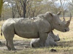 Кенийские носороги.jpg