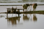 Рисовые поля Мьянмы.jpeg